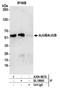 Ajuba LIM Protein antibody, A304-867A, Bethyl Labs, Immunoprecipitation image 