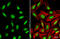 LIM/homeobox protein Lhx1 antibody, GTX129215, GeneTex, Immunofluorescence image 