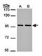F4/80 antibody, orb73638, Biorbyt, Western Blot image 
