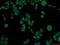 Extracellular Matrix Protein 2 antibody, 21376-1-AP, Proteintech Group, Immunofluorescence image 