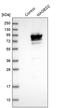 MAGE Family Member D2 antibody, PA5-56783, Invitrogen Antibodies, Western Blot image 