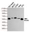 RAD9 Checkpoint Clamp Component A antibody, TA347038, Origene, Western Blot image 
