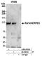 Retinoic Acid Induced 14 antibody, A304-853A, Bethyl Labs, Immunoprecipitation image 