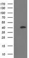 Retinaldehyde Binding Protein 1 antibody, TA503185, Origene, Western Blot image 