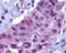 BCL2 Binding Component 3 antibody, SPC-165D-P594, StressMarq, Immunohistochemistry paraffin image 