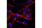 PCM1 antibody, 5213S, Cell Signaling Technology, Immunofluorescence image 