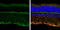 Glutamate Ionotropic Receptor NMDA Type Subunit 1 antibody, GTX133097, GeneTex, Immunohistochemistry frozen image 