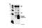 Caspase 3 antibody, 9664S, Cell Signaling Technology, Immunoprecipitation image 