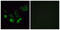 Olfactory Receptor Family 4 Subfamily Q Member 3 antibody, GTX87878, GeneTex, Immunocytochemistry image 