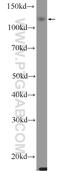 Family With Sequence Similarity 120C antibody, 25987-1-AP, Proteintech Group, Western Blot image 