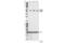 Vimentin antibody, 3877S, Cell Signaling Technology, Western Blot image 