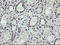 SEC14 And Spectrin Domain Containing 1 antibody, M10698, Boster Biological Technology, Immunohistochemistry paraffin image 