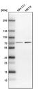 Nuclear protein localization protein 4 homolog antibody, HPA021560, Atlas Antibodies, Western Blot image 