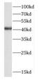 CTSH antibody, FNab01309, FineTest, Western Blot image 