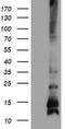 FXYD Domain Containing Ion Transport Regulator 3 antibody, TA504610S, Origene, Western Blot image 