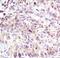 Plexin A1 antibody, PA5-17147, Invitrogen Antibodies, Immunohistochemistry frozen image 