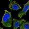 NPR2 Like, GATOR1 Complex Subunit antibody, HPA038197, Atlas Antibodies, Immunocytochemistry image 