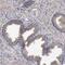 Acid Sensing Ion Channel Subunit Family Member 5 antibody, PA5-56148, Invitrogen Antibodies, Immunohistochemistry frozen image 