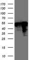 TAL BHLH Transcription Factor 1, Erythroid Differentiation Factor antibody, TA503919, Origene, Western Blot image 
