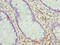 Ring Finger Protein 10 antibody, CSB-PA019814LA01HU, Cusabio, Immunohistochemistry frozen image 