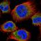 Transmembrane Protein 259 antibody, HPA054801, Atlas Antibodies, Immunofluorescence image 