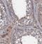 Kizuna Centrosomal Protein antibody, FNab01082, FineTest, Immunohistochemistry paraffin image 