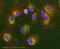 Mitochondrially Encoded Cytochrome C Oxidase II antibody, ab79393, Abcam, Immunocytochemistry image 