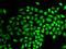 Ubiquitin Specific Peptidase 7 antibody, orb136517, Biorbyt, Immunofluorescence image 