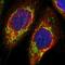 Ubiquinol-Cytochrome C Reductase Core Protein 2 antibody, HPA019146, Atlas Antibodies, Immunofluorescence image 