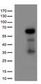 Interferon Regulatory Factor 3 antibody, CF500476, Origene, Western Blot image 