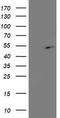 PA2G4 antibody, TA503203, Origene, Western Blot image 