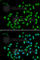 CTNNBL1 antibody, A6572, ABclonal Technology, Immunofluorescence image 