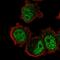 Zinc Finger Protein 717 antibody, HPA044549, Atlas Antibodies, Immunocytochemistry image 