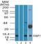 Fatty Acid Binding Protein 7 antibody, orb95763, Biorbyt, Western Blot image 