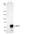 Myocyte Enhancer Factor 2C antibody, NBP2-17260, Novus Biologicals, Immunoprecipitation image 