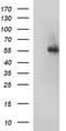 Fibrinogen Gamma Chain antibody, LS-C338378, Lifespan Biosciences, Western Blot image 
