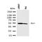 Fli-1 Proto-Oncogene, ETS Transcription Factor antibody, orb137950, Biorbyt, Western Blot image 