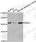 E3 ubiquitin-protein ligase RING1 antibody, A2231, ABclonal Technology, Western Blot image 