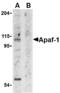 APAF antibody, AHP487, Bio-Rad (formerly AbD Serotec) , Immunohistochemistry paraffin image 
