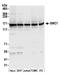 Structural Maintenance Of Chromosomes 1A antibody, A300-055A, Bethyl Labs, Western Blot image 