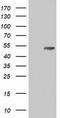 CD5 Molecule antibody, LS-C115330, Lifespan Biosciences, Western Blot image 