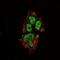 SRY-Box 2 antibody, GTX60381, GeneTex, Immunofluorescence image 