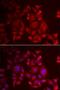 X-C Motif Chemokine Ligand 1 antibody, LS-C335664, Lifespan Biosciences, Immunofluorescence image 