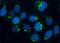 BR Serine/Threonine Kinase 1 antibody, A05997-2, Boster Biological Technology, Immunofluorescence image 