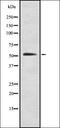 CTP Synthase 1 antibody, orb337322, Biorbyt, Western Blot image 