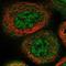 BPI Fold Containing Family C antibody, NBP1-90753, Novus Biologicals, Immunofluorescence image 