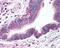 LDL Receptor Related Protein 8 antibody, 48-660, ProSci, Immunohistochemistry paraffin image 