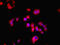 Lactate Dehydrogenase D antibody, orb34084, Biorbyt, Immunofluorescence image 