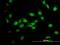 Integrin Alpha FG-GAP Repeat Containing 2 antibody, H00055846-M05, Novus Biologicals, Immunofluorescence image 
