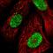 CECR2 Histone Acetyl-Lysine Reader antibody, HPA002943, Atlas Antibodies, Immunocytochemistry image 